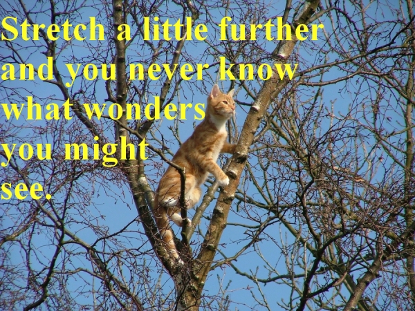 curious cat in tree