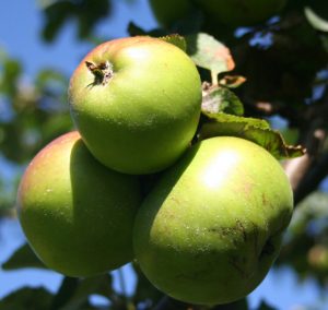 Harvesting ripe apples